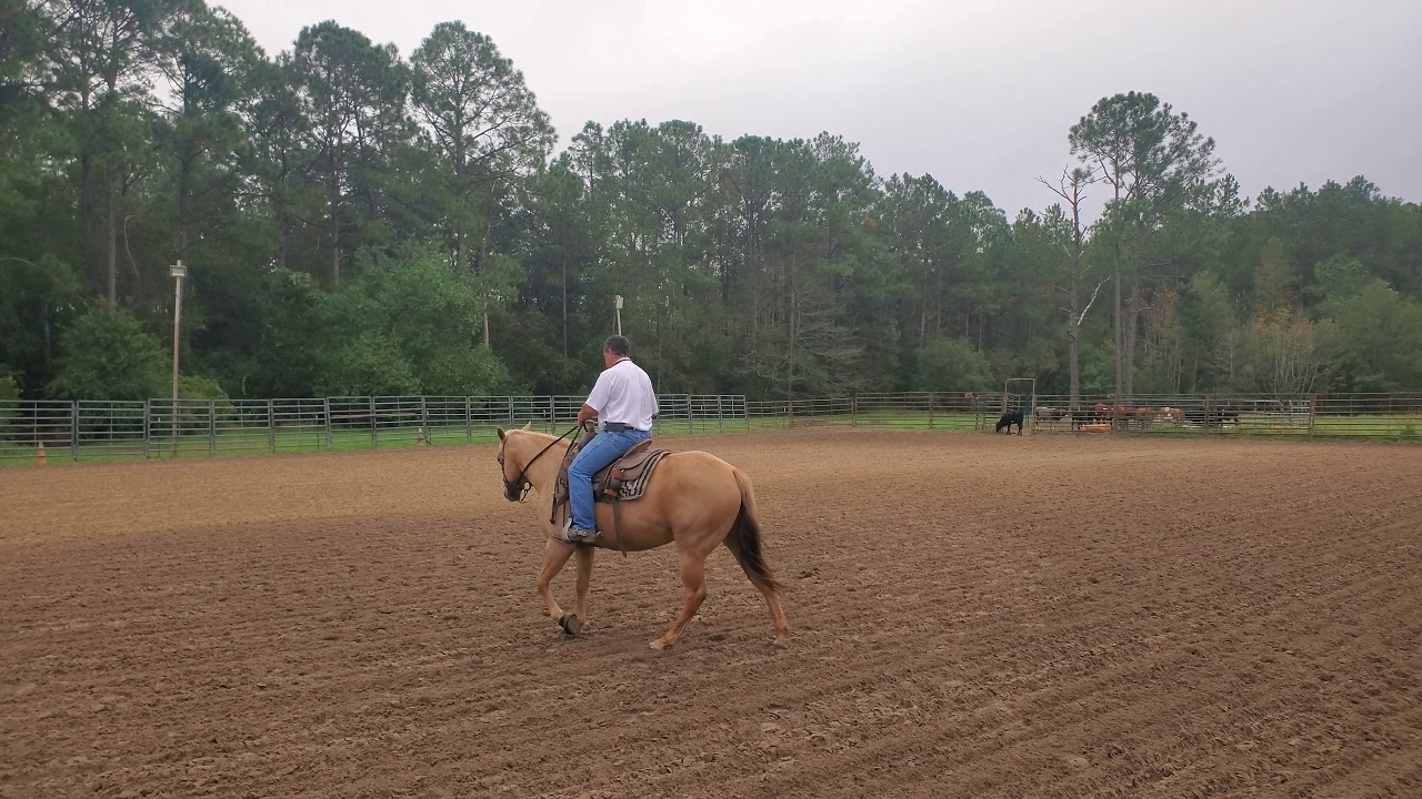 Teaching a Horse to Neck Rein