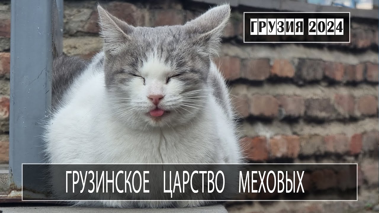 Та самая Грета. Серный тоннель. Руф сталинки. Бобы и котики. Тбилиси. Грузия 2024 с МШ