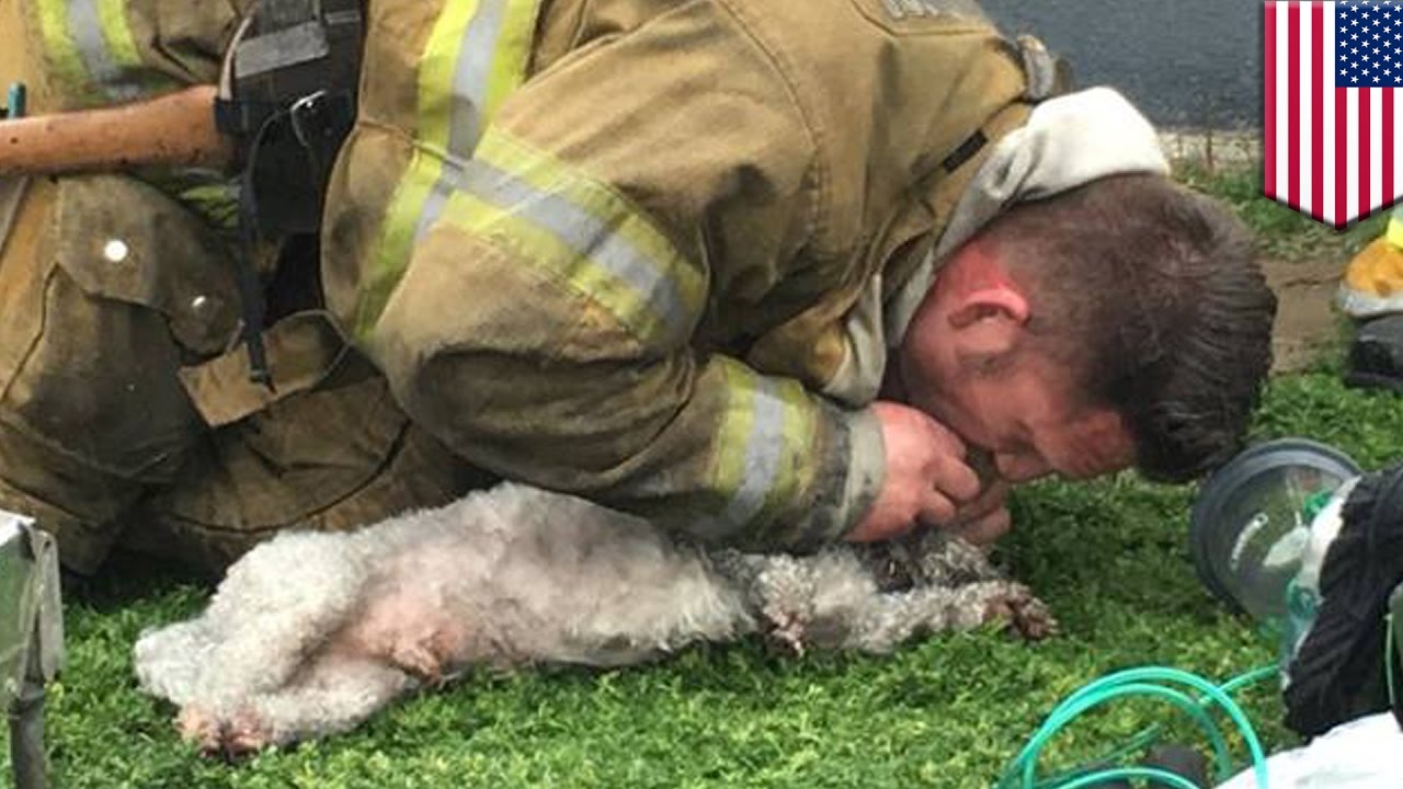 Dog rescue: Firefighter uses CPR to revive dying dog saved from burning apartment - TomoNews