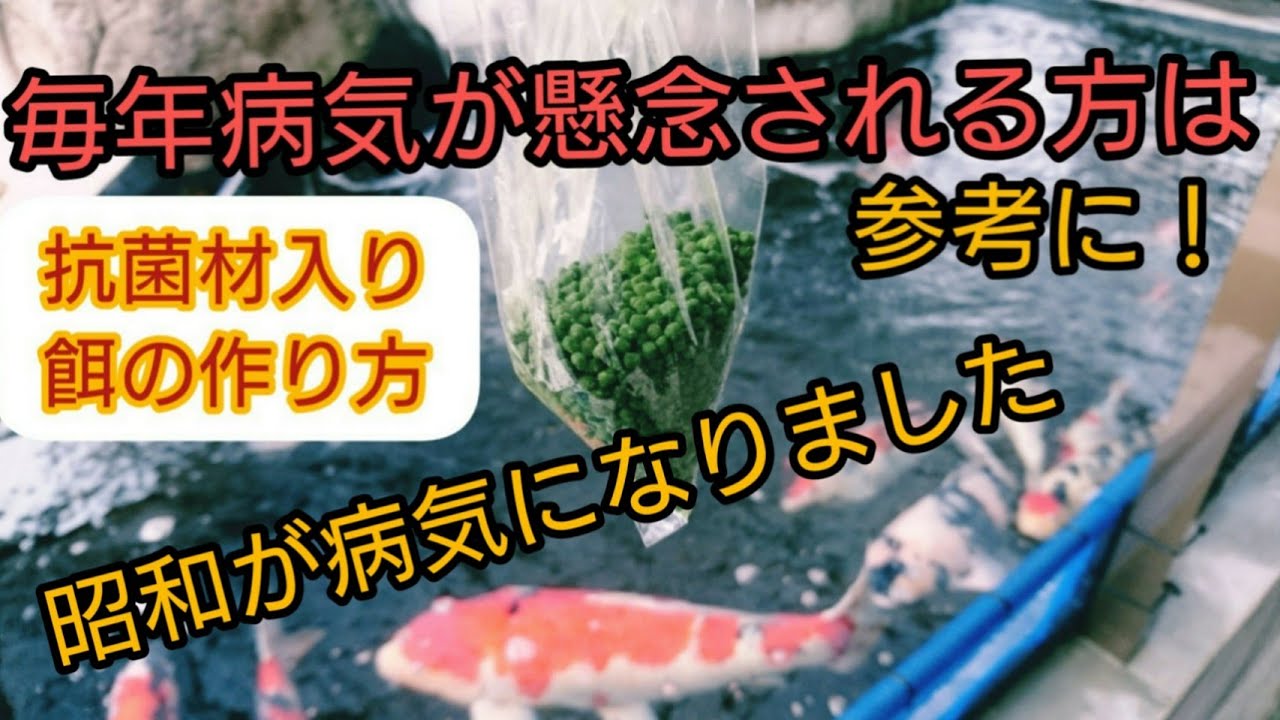 錦鯉【病気の治療方法と抗菌剤入り餌を作りました】飼育　経口投与　濾過槽　アクアリウム　Amazing   ปลาคราฟ　บ่อน้ำkoi pond 　自宅池　#錦鯉