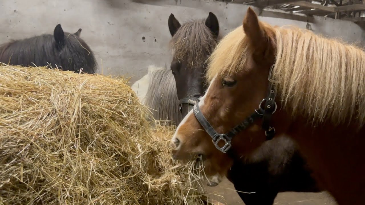 Unsere 19 neuen Verkaufspferde von Island sind da! - TheHorseSeller - Icelandic horse dreams