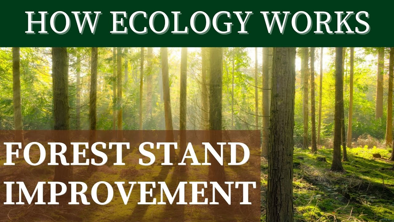 FOREST STAND IMPROVEMENT | How Ecology Works