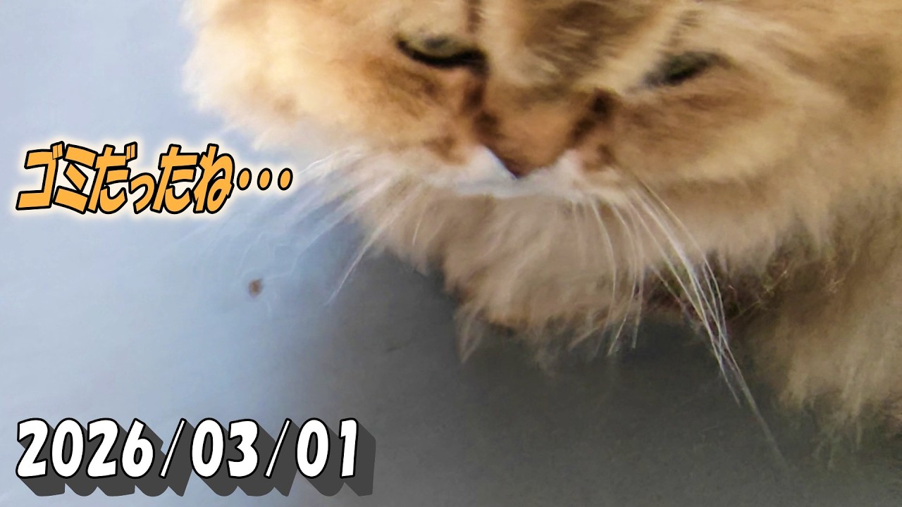 春の陽気に浮かれてバルコニーでゴミを虫と間違えるひとみ　Persian cat Hitomi's relaxing days　2026/03/01