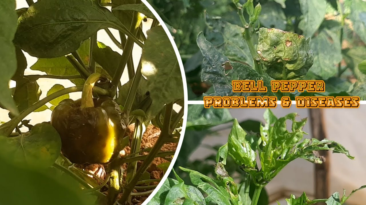 What are the Problems and Diseases of Bell Peppers in our Farm