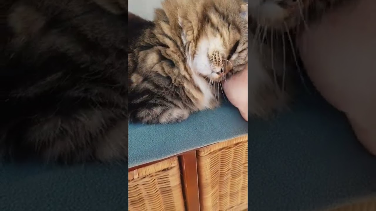 MEAW MEAW OUR FEMALE CAT LOVES SITTING UP IN A HIGH POSITION AND LOVES THE ATTENTION SHE DESERVES.