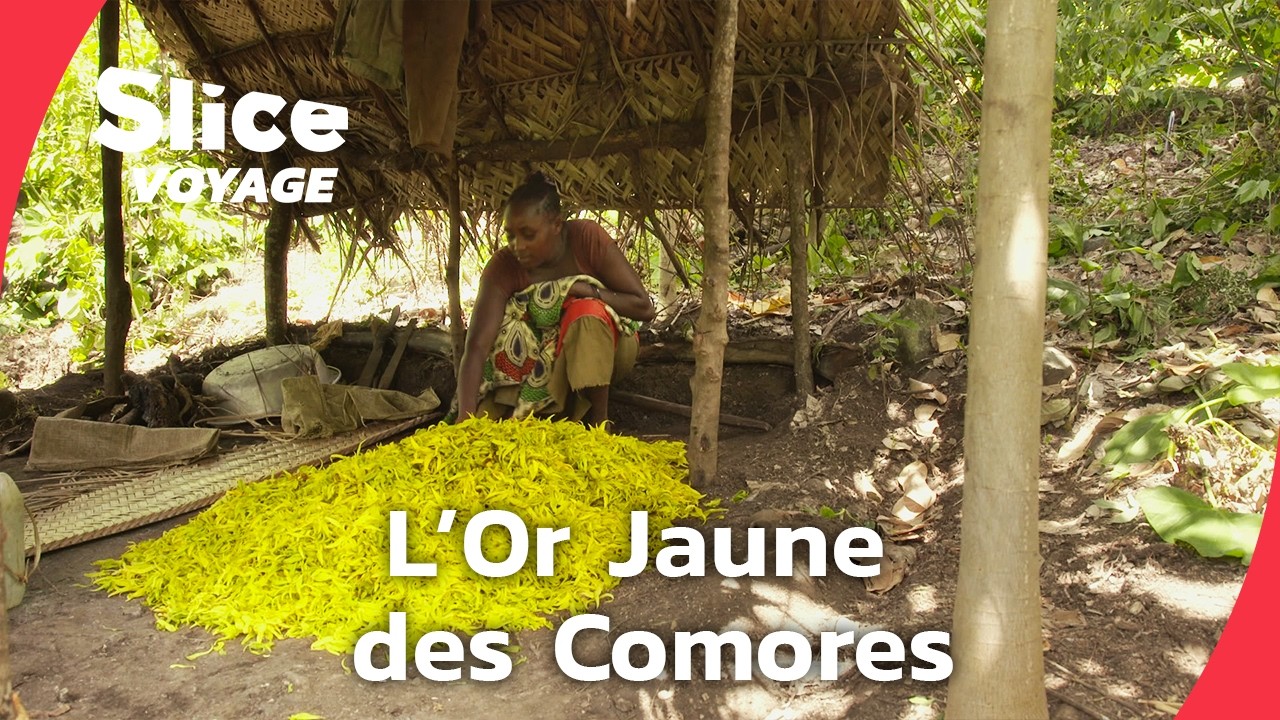 L’Ylang des Comores : Un Trésor en Péril I SLICE VOYAGE