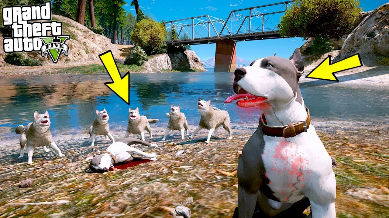 KORKUSUZ PİTBULL KAOS TEK BAŞINA YIRTICI KURT SÜRÜSÜYLE BOĞUŞUYOR! - GTA 5