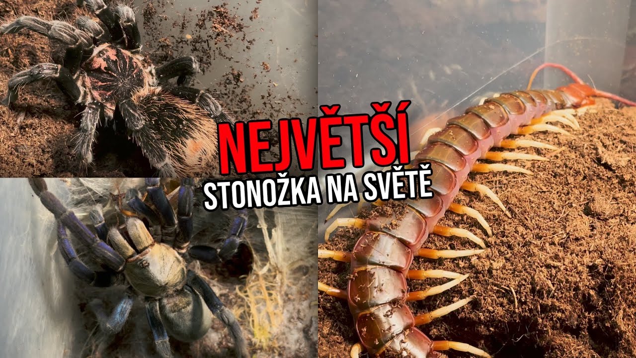 NEJVĚTŠÍ DRUH STONOŽKY NA SVĚTĚ!!!