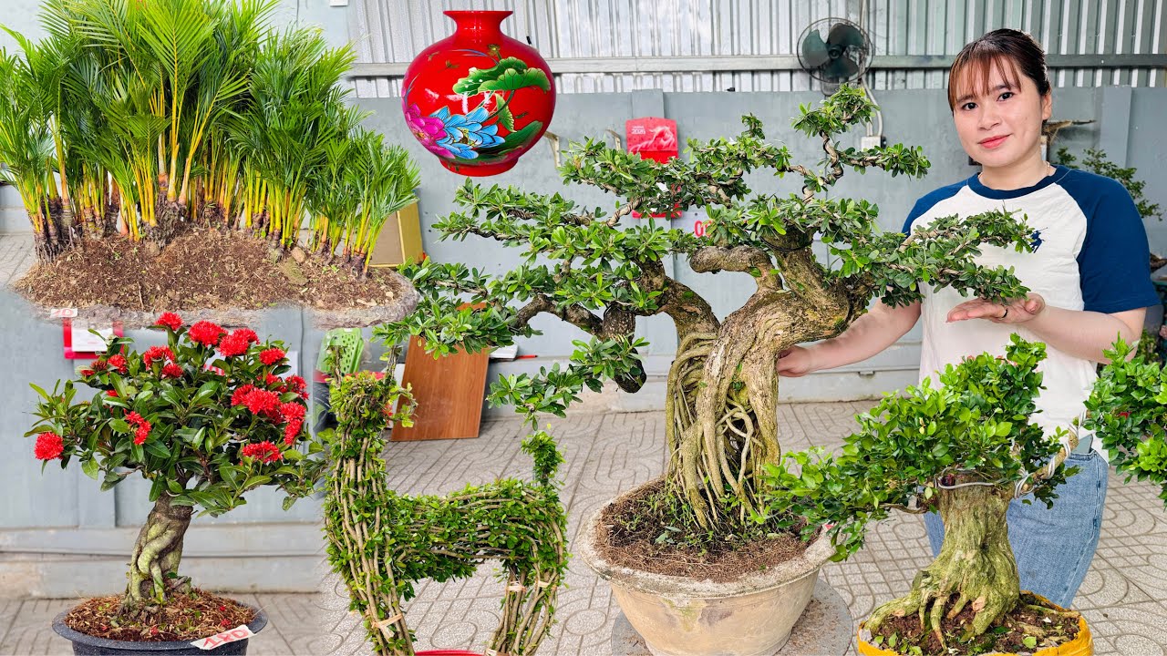 Th&uacute;y An bonsai 6/1 gi&aacute; mềm chơi Tết - C&acirc;y Cảnh, Hoa Kiểng, C&acirc;y Ăn Tr&aacute;i đa dạng