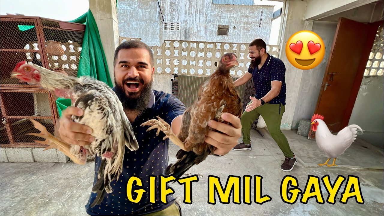 Desi murgha gift mila lekin pakarna mushkil hogaya 🐓😅