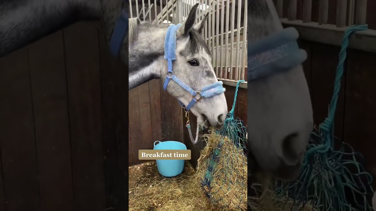 A day in the life of an equine student at Hartpury! 🐎