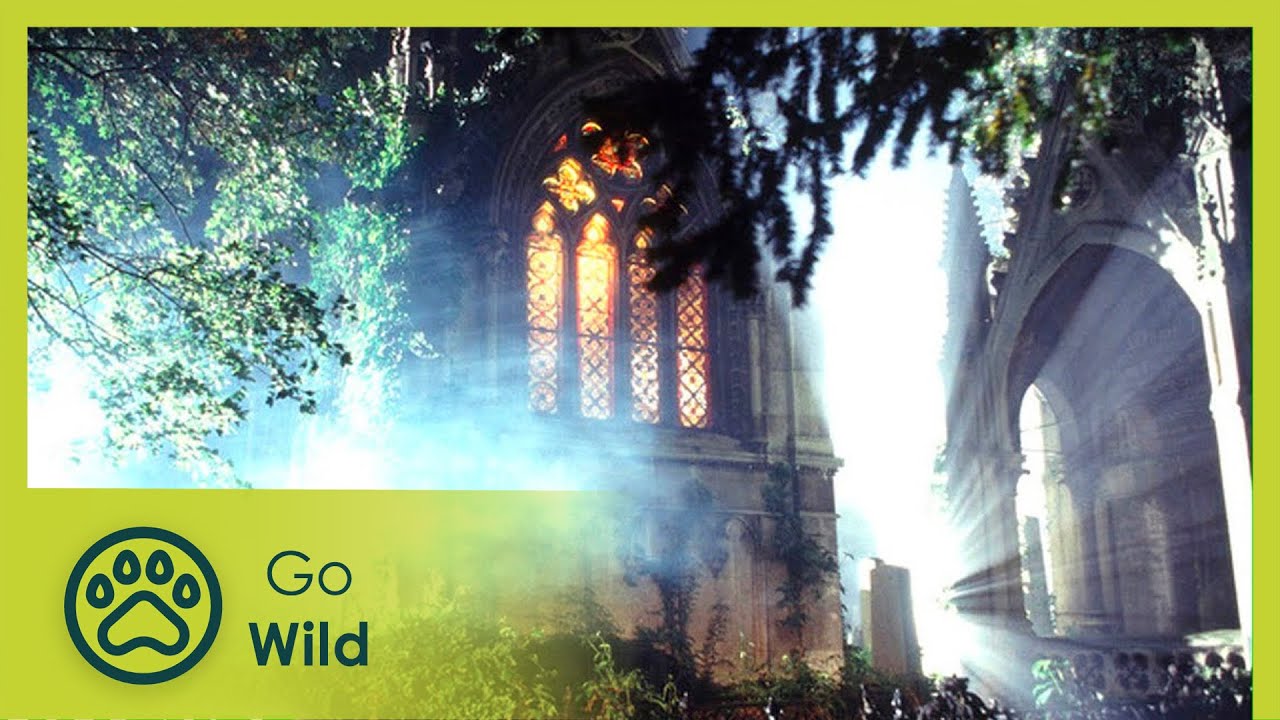 The Living Graveyard - Go Wild