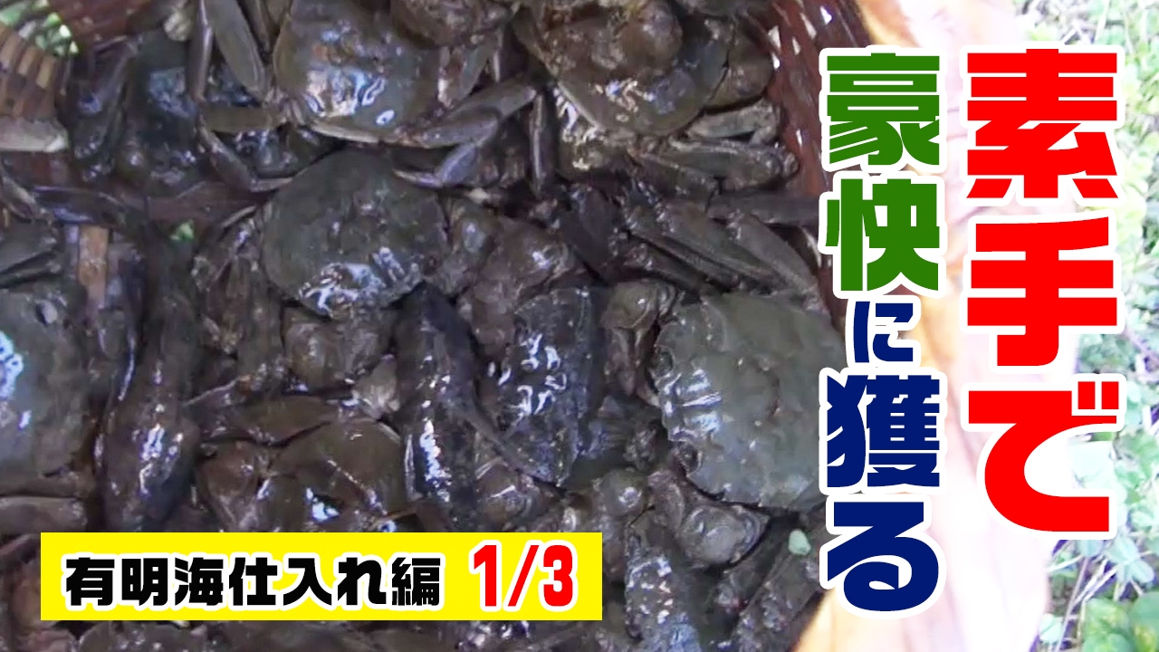 衝撃映像！蟹を素手で挟まれながら大量に捕る！巨大蟹山太郎を求めて