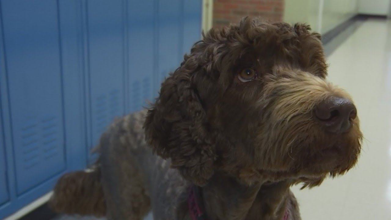 Therapy dogs used to address school stress, anxiety