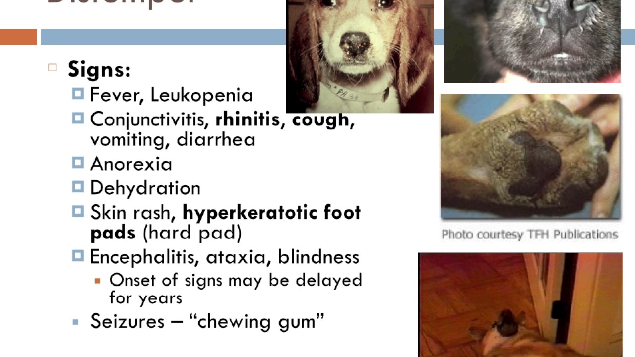 Canine infectious diseases video 1