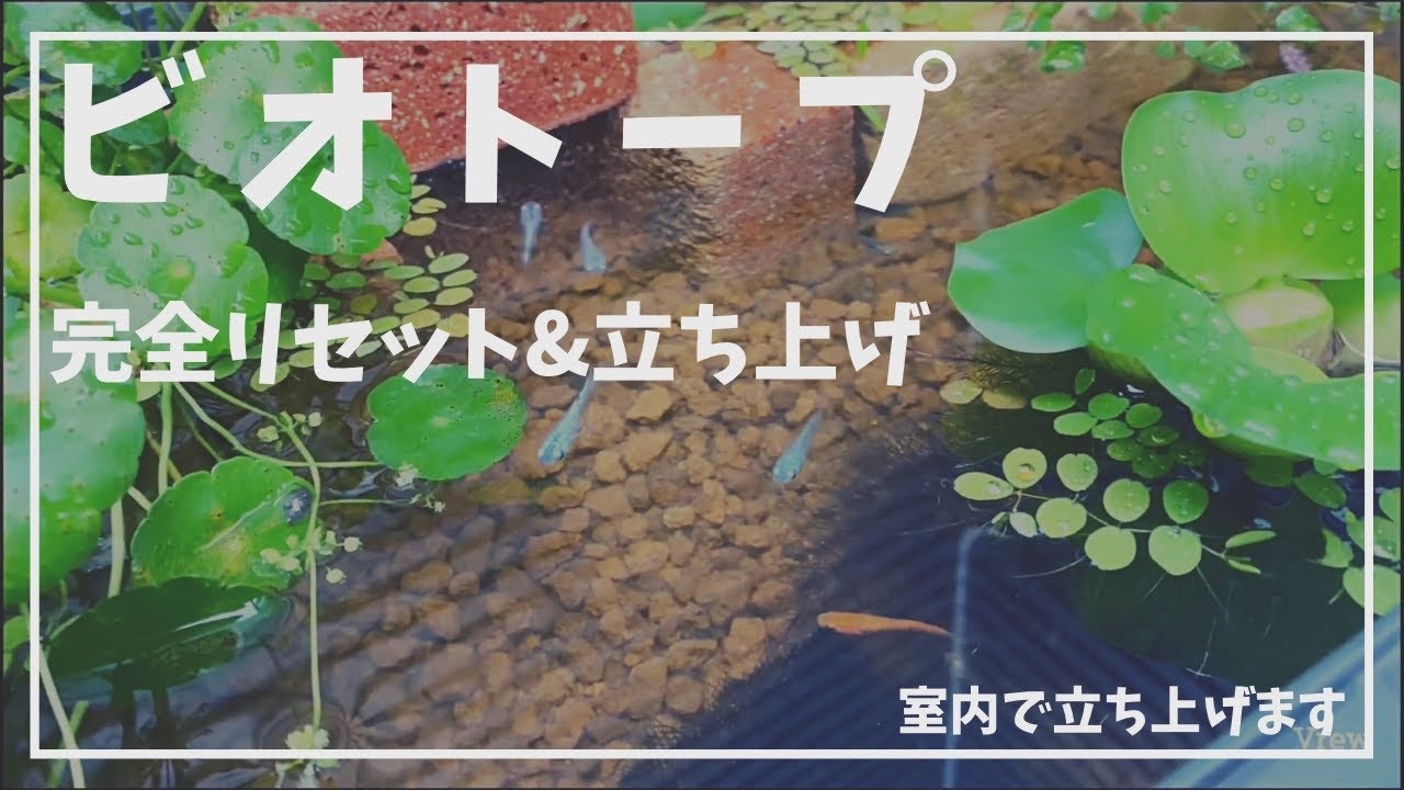 今年もビオトープ立ち上げます。　#アクアリウム