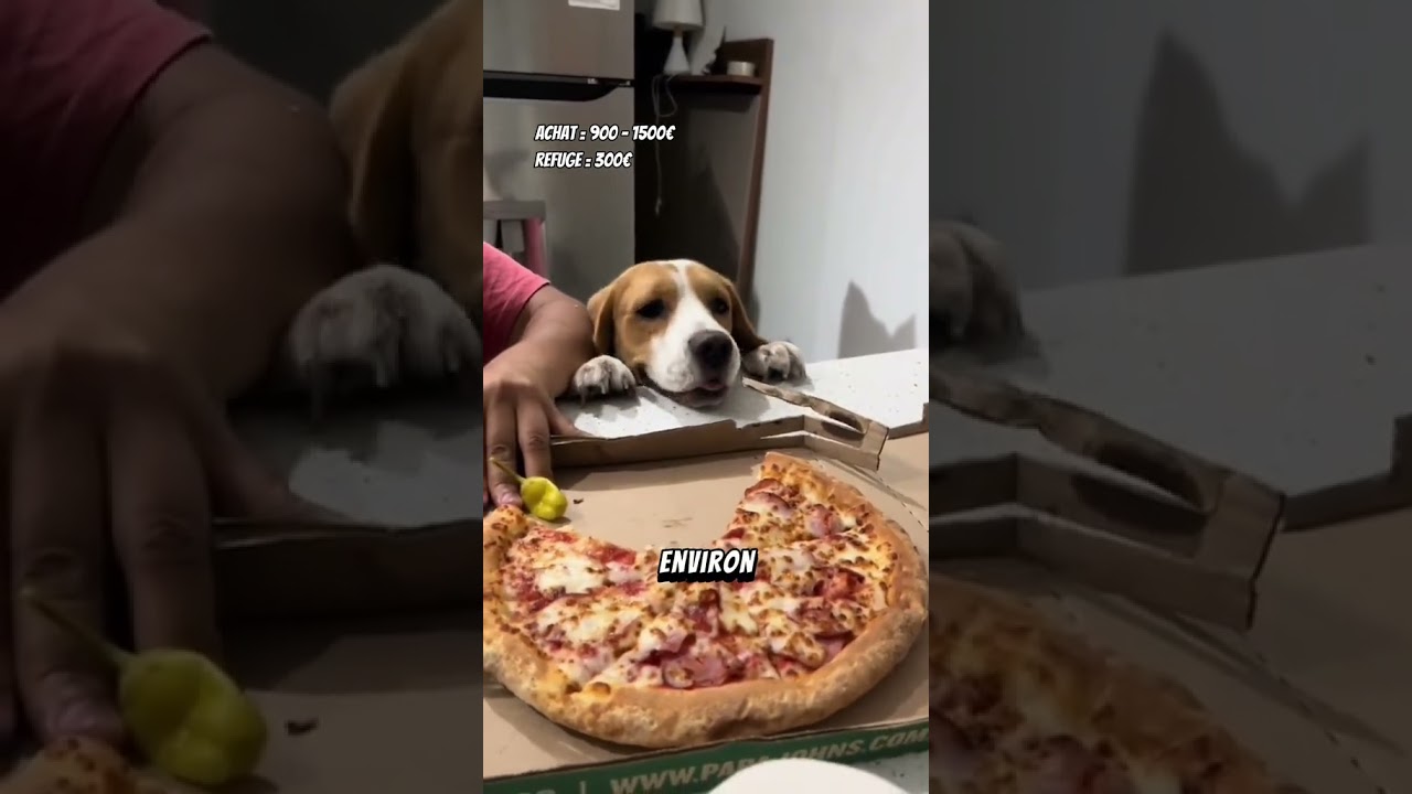 combien ça coûte d'adopter un beagle ?