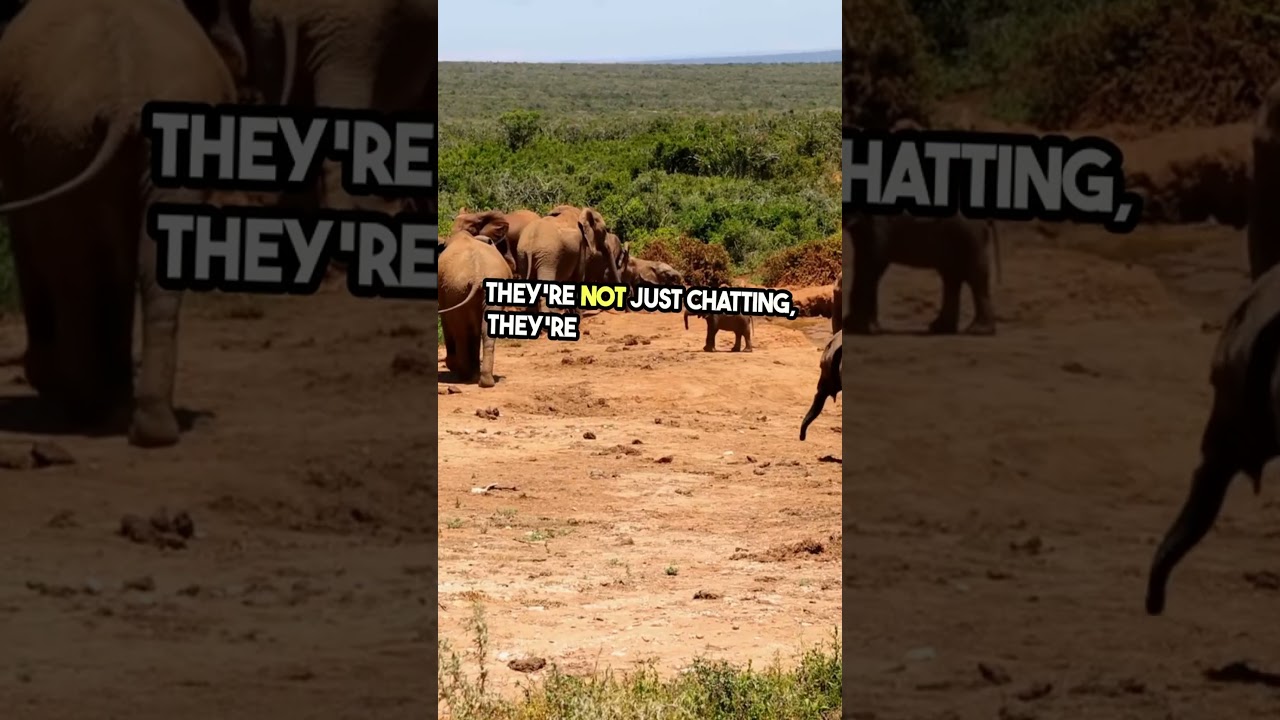 Unlocking Elephant Secrets  Infrasonic Superpower Explained #knowledge #unbelievable #superpower