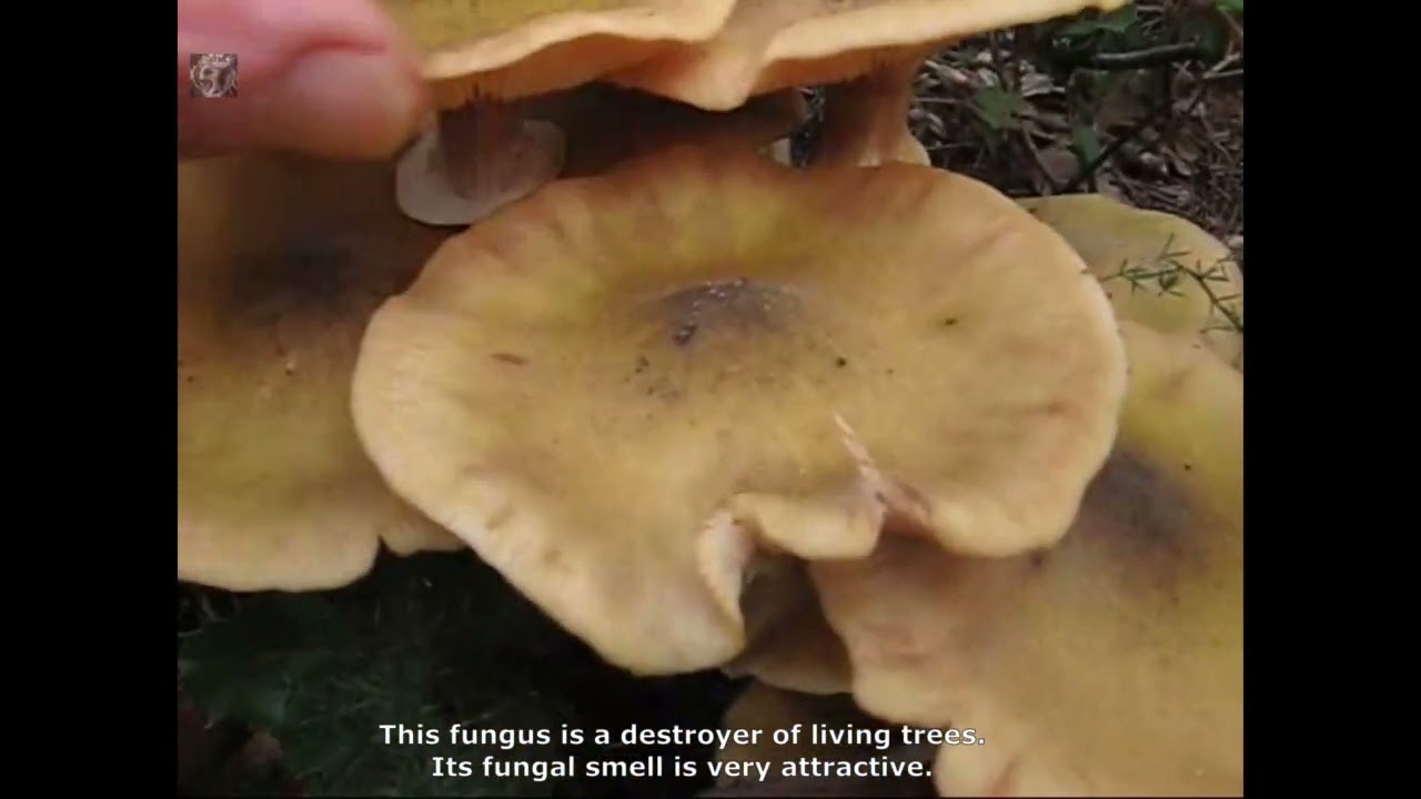 Armillaria mellea. Champimaginatis. Englsh Text.