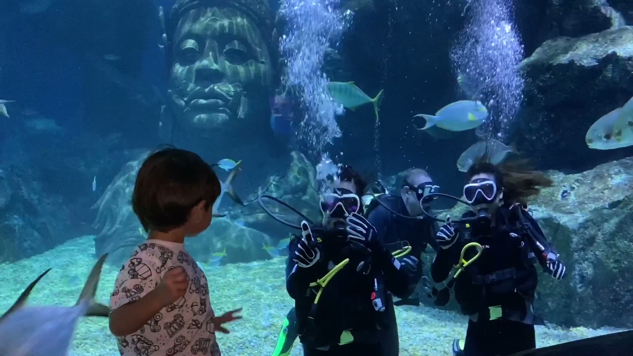Magical | Shark Diving at Sea Life Bangkok