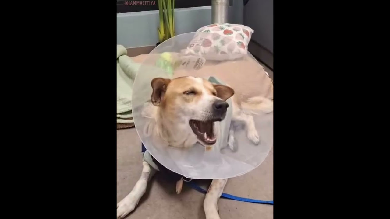Aloka’s Gentle Recovery | Playful Moments, Rest, and Hope Ahead| 