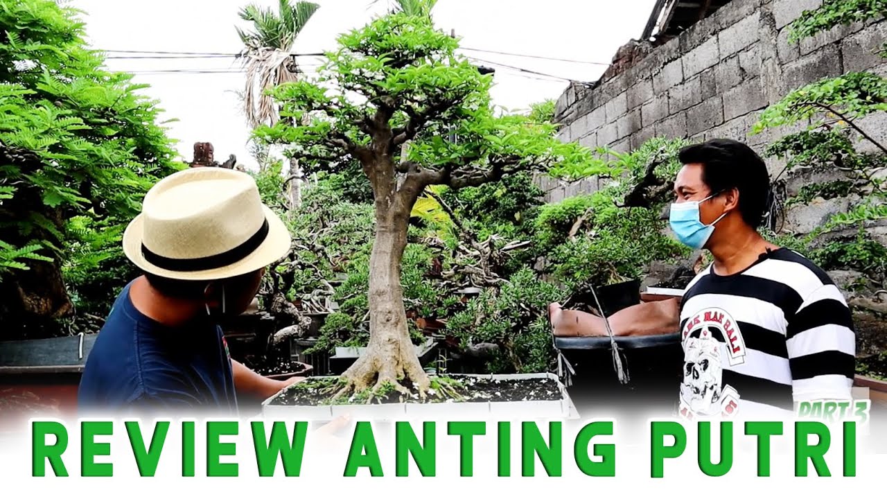 REVIEW BONSAI ANTING PUTRI