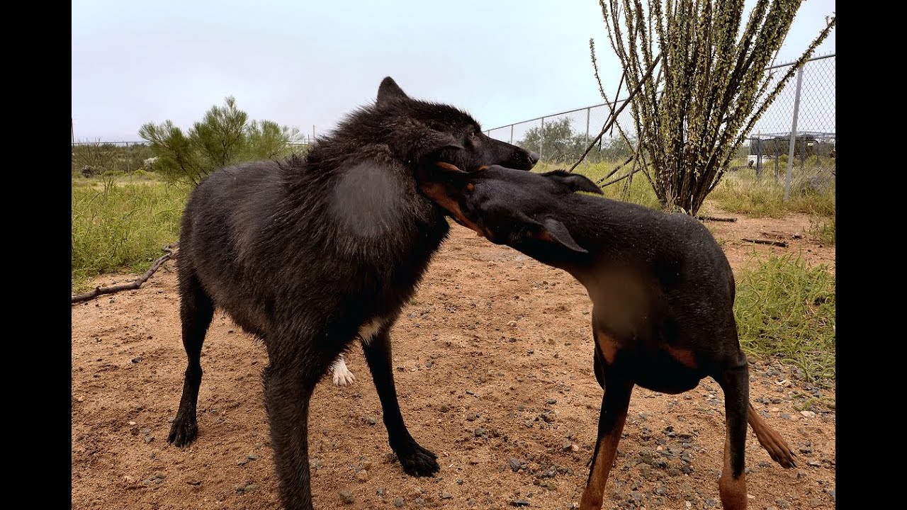 Is a dog any match for a wolf? What about a Doberman?