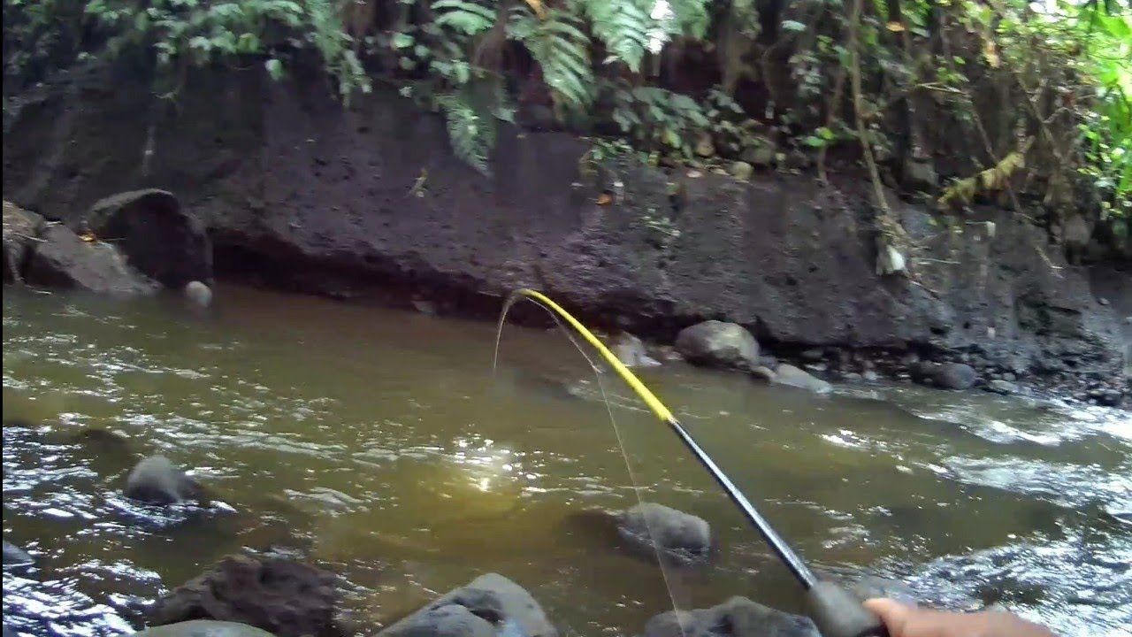 Casting Hampala di Sungai Lembarang Purbalingga