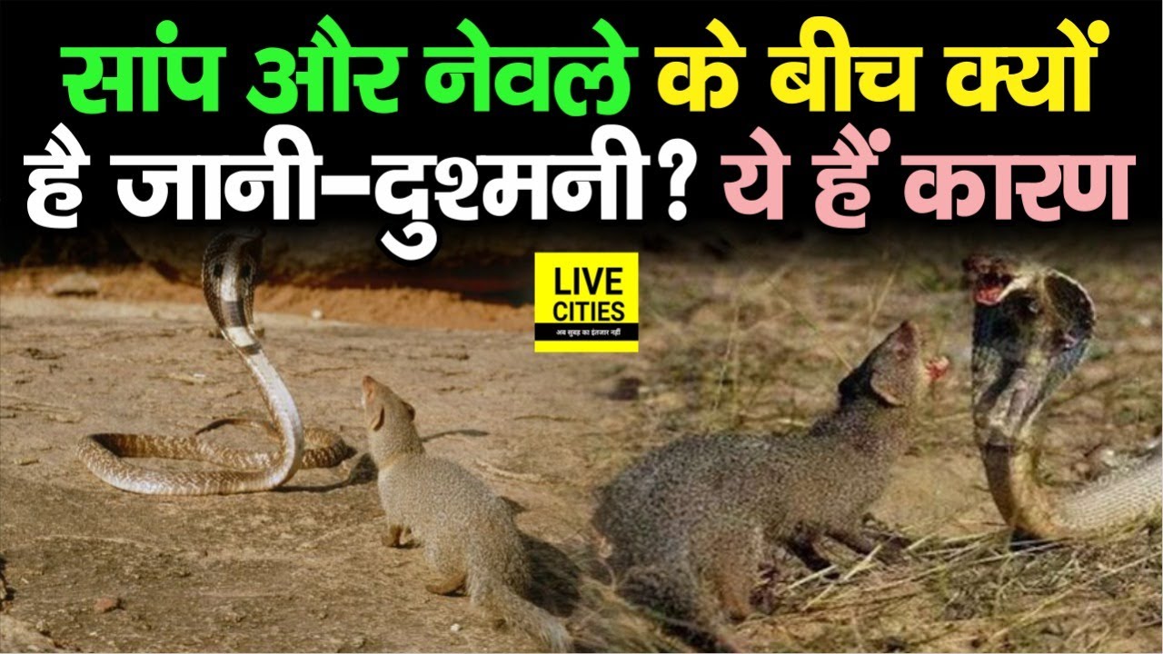 सांप और नेवले क्यों एक दूसरे को देखना पसंद नहीं करते, जानिए इसके पीछे छिपा कारण | LiveCities