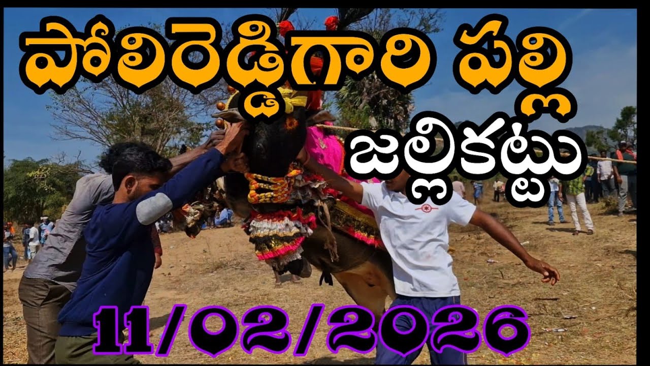 Polireddygari palli jallikatu |పోలిరెడ్డిగారిపల్లి జల్లికట్టు 🐂 పశువుల పండగ అంగరంగవైభవంగా జరిగింది