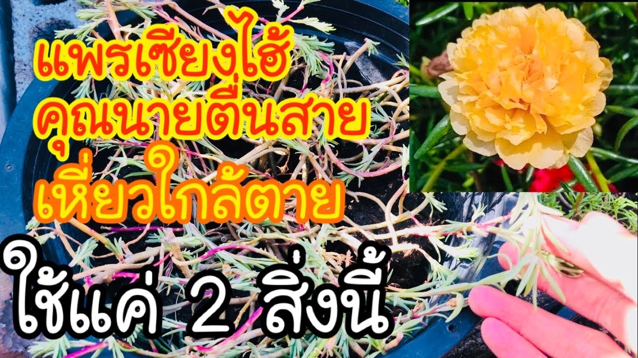 แพรเซี่ยงไฮ้ /คุณนายตื่นสาย ใกล้ตาย แต่!มีวิธีฟื้นฟู บำรุงให้กลับมา สดชื่น มีดอกได้อีกครั้ง