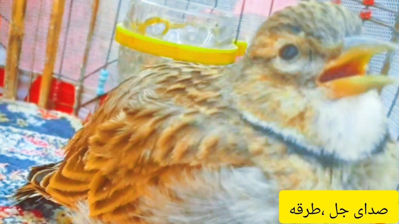 Jal Bird Sound Powerful 🤩صدای جل طرقه پرنده خوش اواز