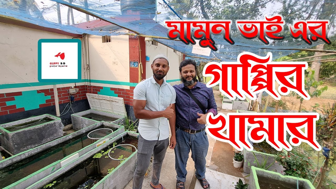 Farm Vist ।।Gappy Bd ।। কাপাসিয়াতে মামুন ভাই এর অনেক সুন্দর একটি  মাছের খামার