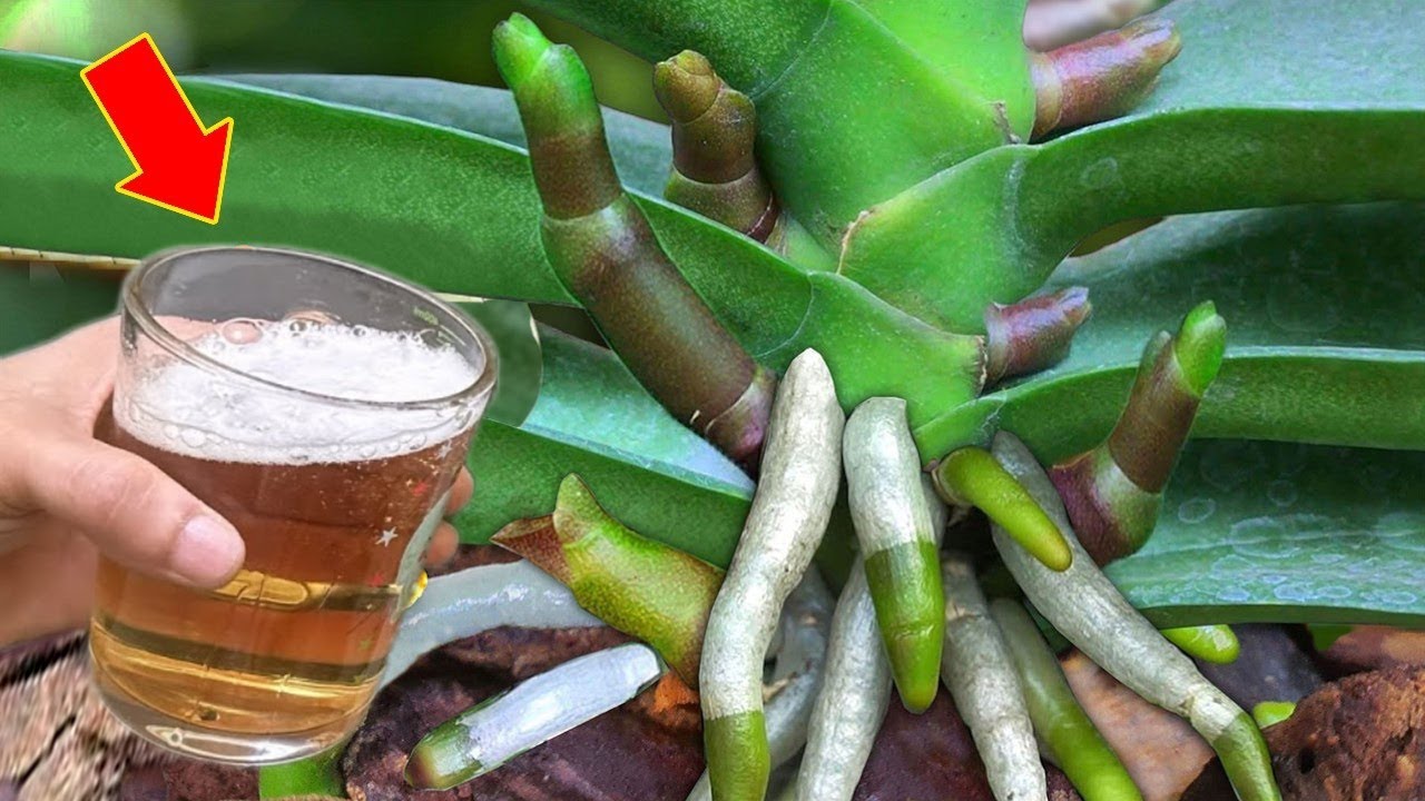 Просто налейте 1 стакан! Корни, листья и цветы цветут непрерывно круглый год!