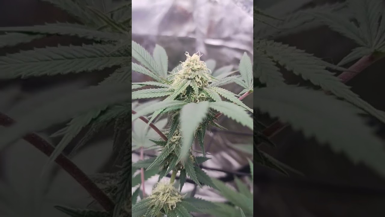ethos early lemon berry 🍋🫐 5 1/2 weeks flower #cannabiscommunity #marijuanagrowers #marijuanareviews
