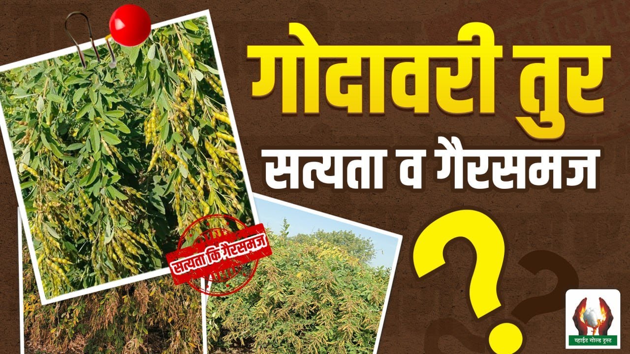 गोदावरी तुरीबद्दल सत्यता व गैरसमज