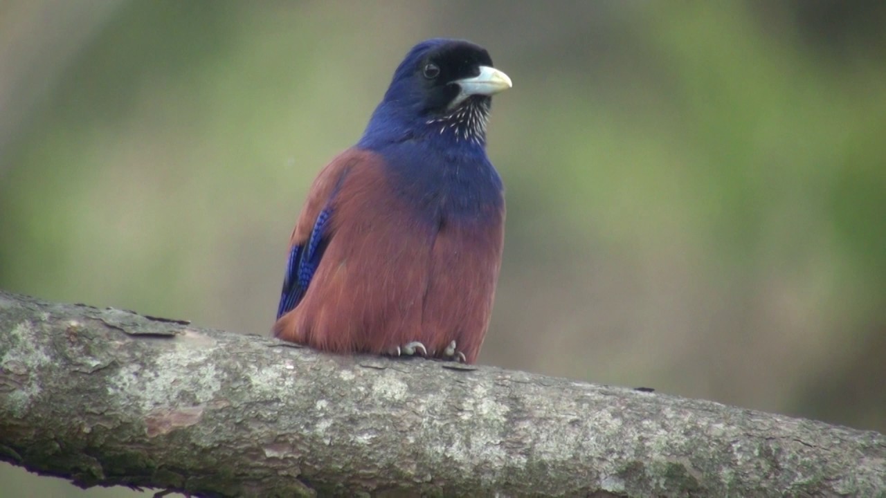ルリカケス（2）綺麗（奄美大島） - Amami jay / Lidth's jay - Wild Bird - 野鳥 動画図鑑