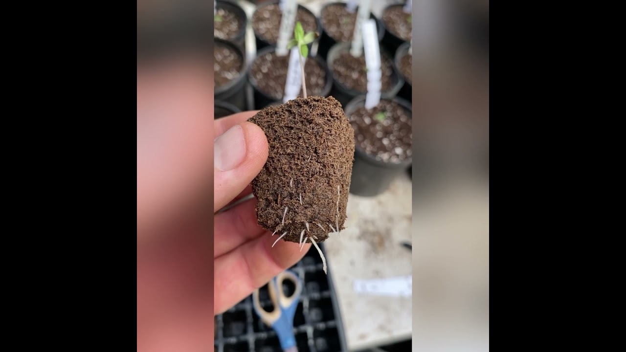 I created my own brand new cannabis strain