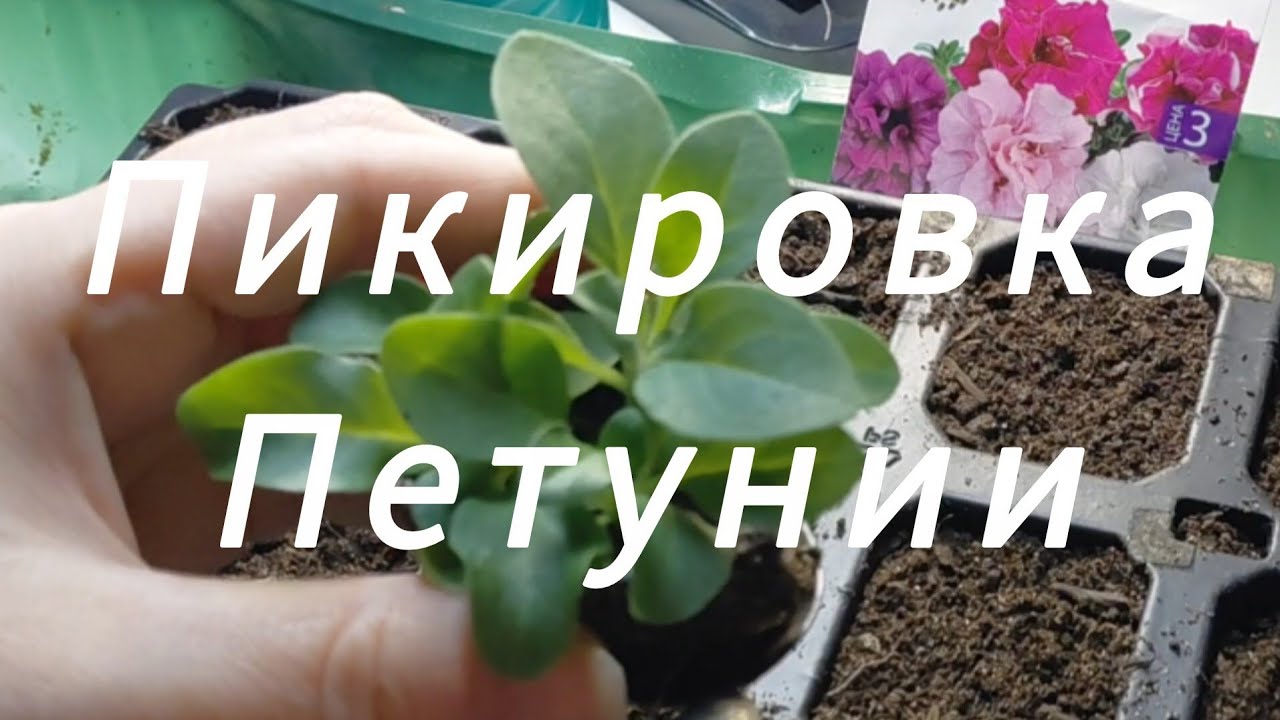 Пикировка петунии