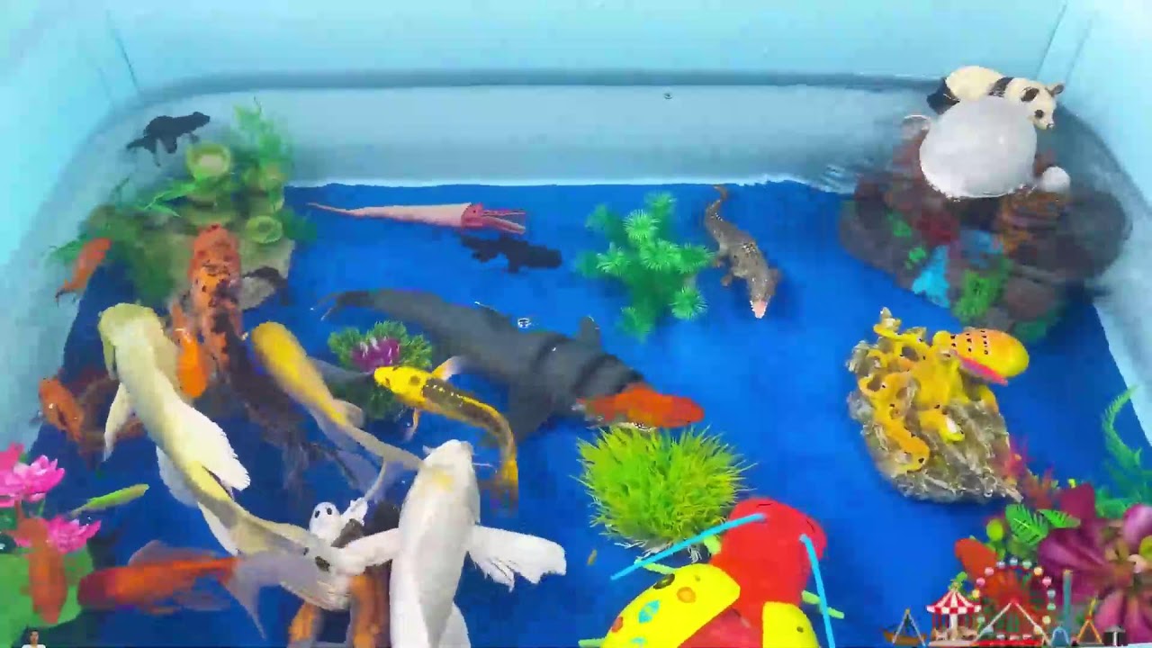 Put fish in the float,sharks,dolphins,sea creatures#fish#koi#fishing#fishtank#pets#viralvideo#viral