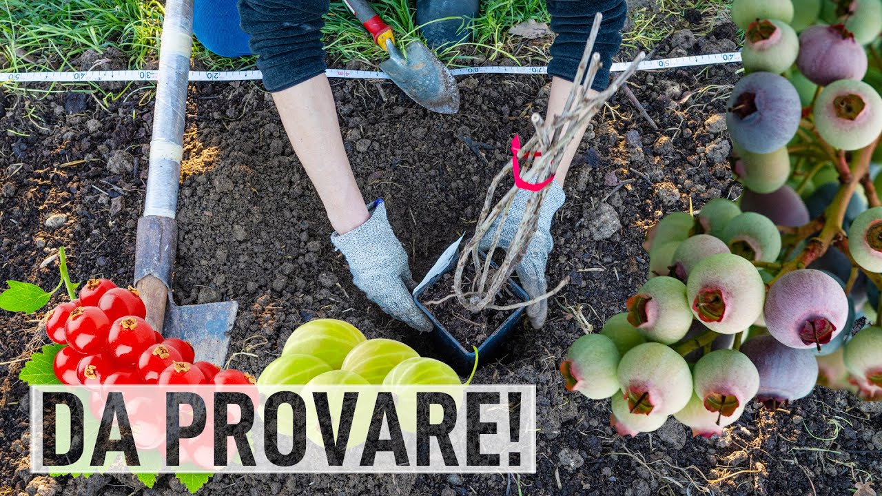 COME COLTIVARE PICCOLI FRUTTI: mirtilli, ribes, uva spina e corniolo