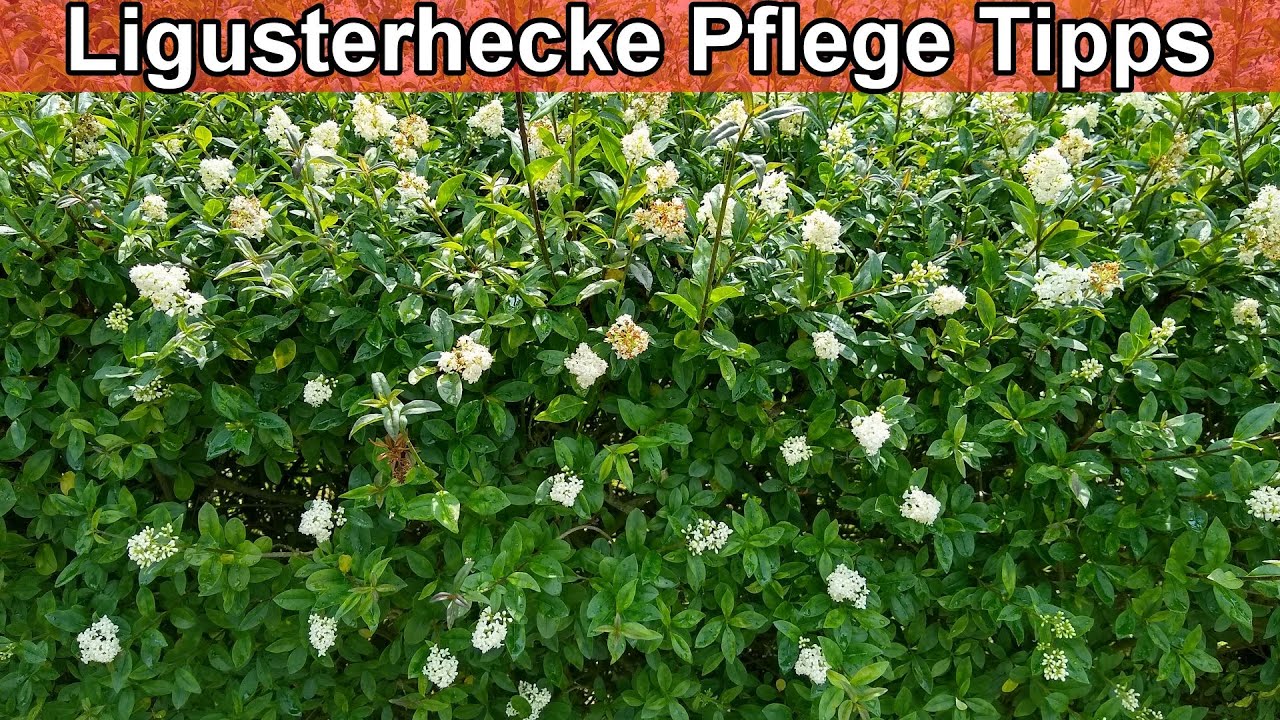 Ligusterhecke Pflege – Liguster / Pflegen  Schneiden  Standort  Gießen  Düngen  Immergrün  Wachstum