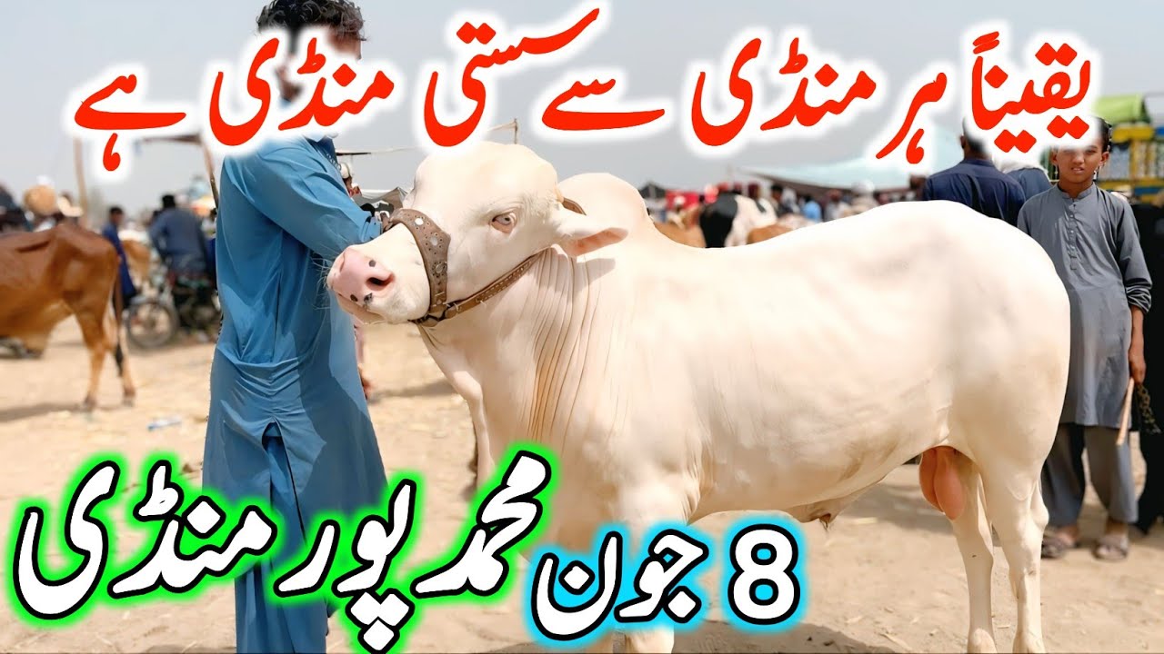Muhammad Pur Cow Mandi Fresh Latest Update Video | Nukre Sahiwal Cholistani Brhaman Bachre Prices
