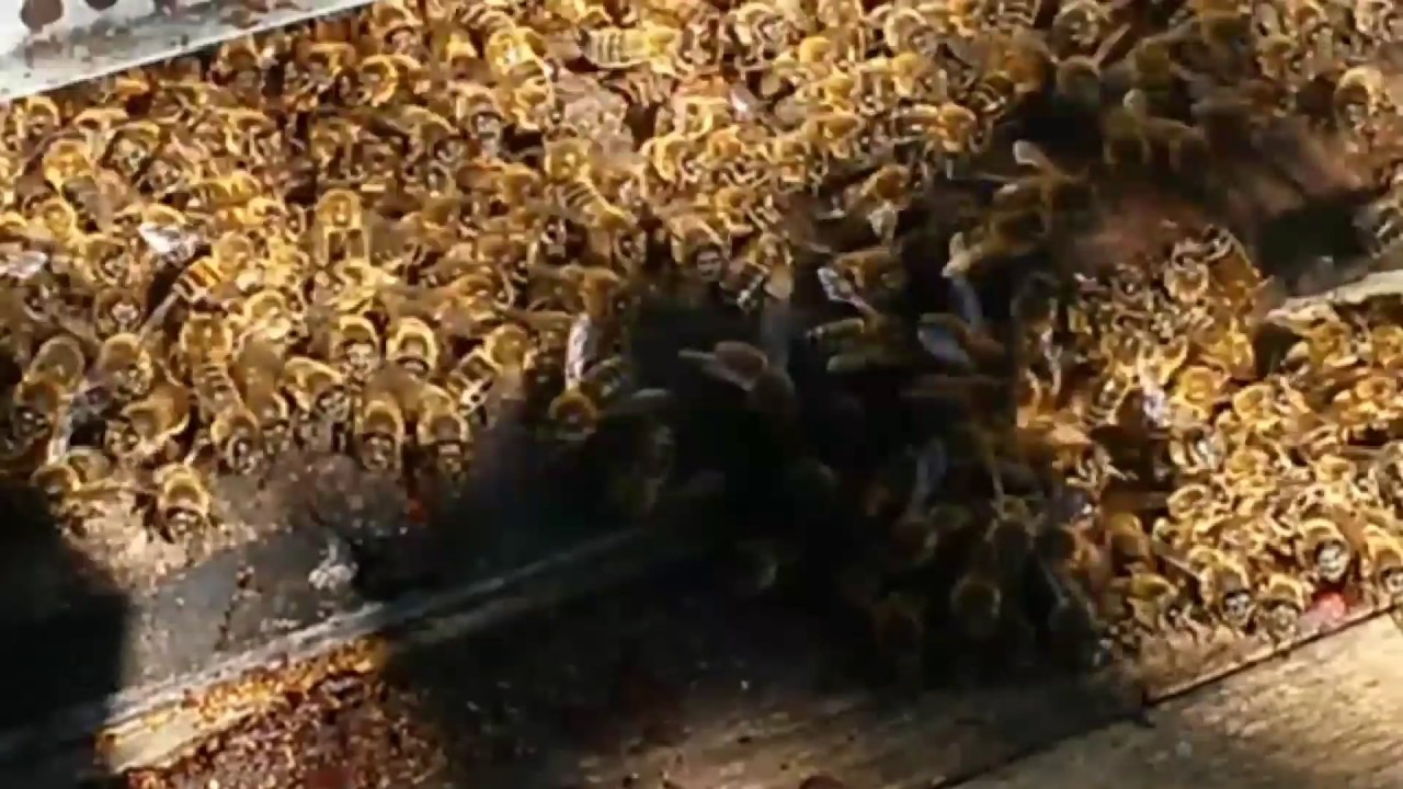 Abeille Noire vs Frelon V-V