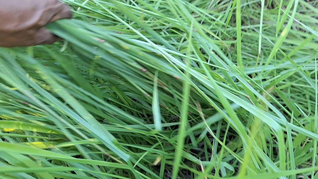 Capim Dictyoneura