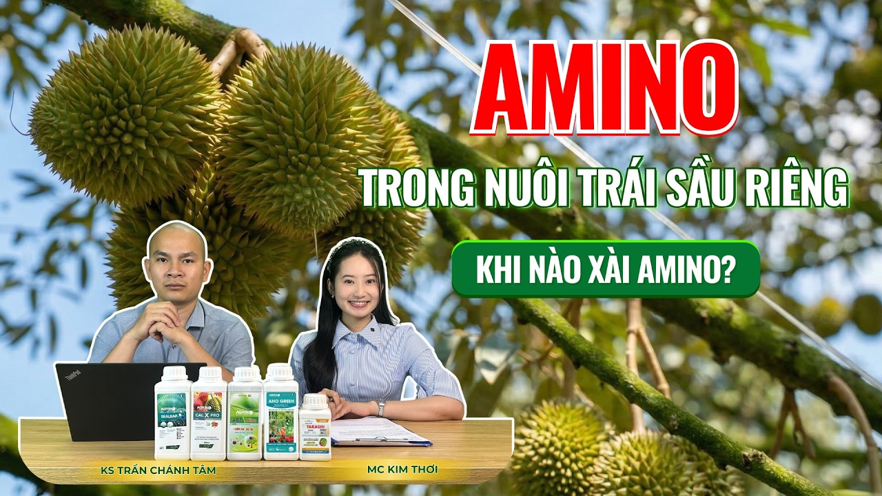 AMINO TRONG NUÔI TRÁI SẦU RIÊNG - KHI NÀO XÀI AMINO?
