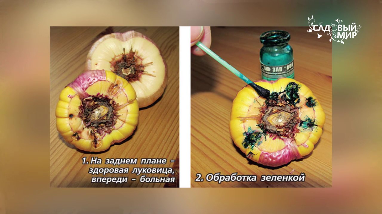 Как хранить ацидантеру  Душистый гладиолус