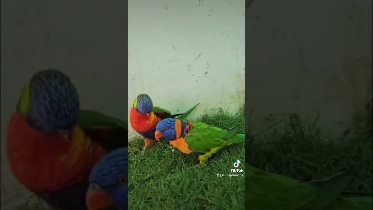 birdsplanet Aviary. 🐦🦜🦜#birds #birdslover #parrot