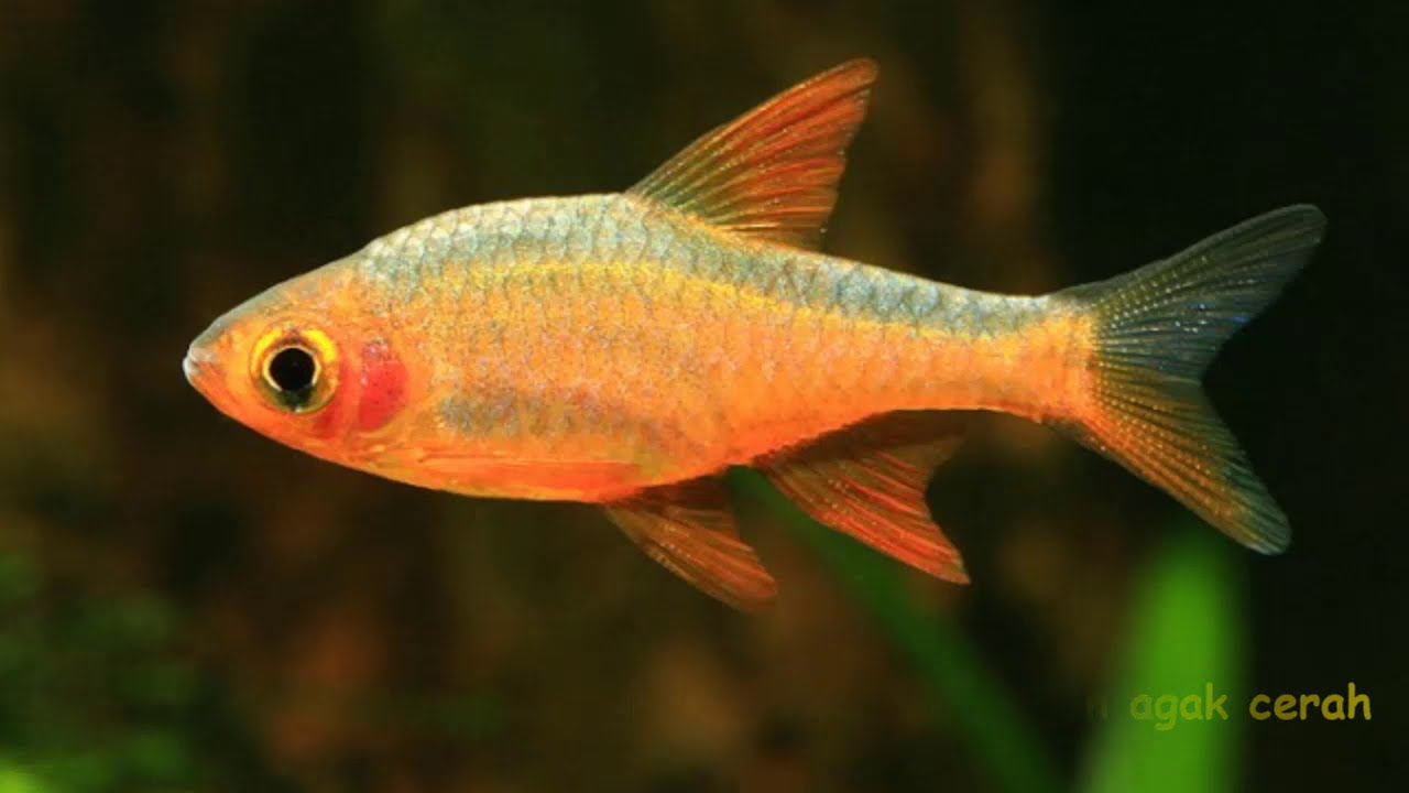 Trik Jitu !!! mengetahui jantan dan betina Fire Rasbora (Rasboroides vaterifloris)