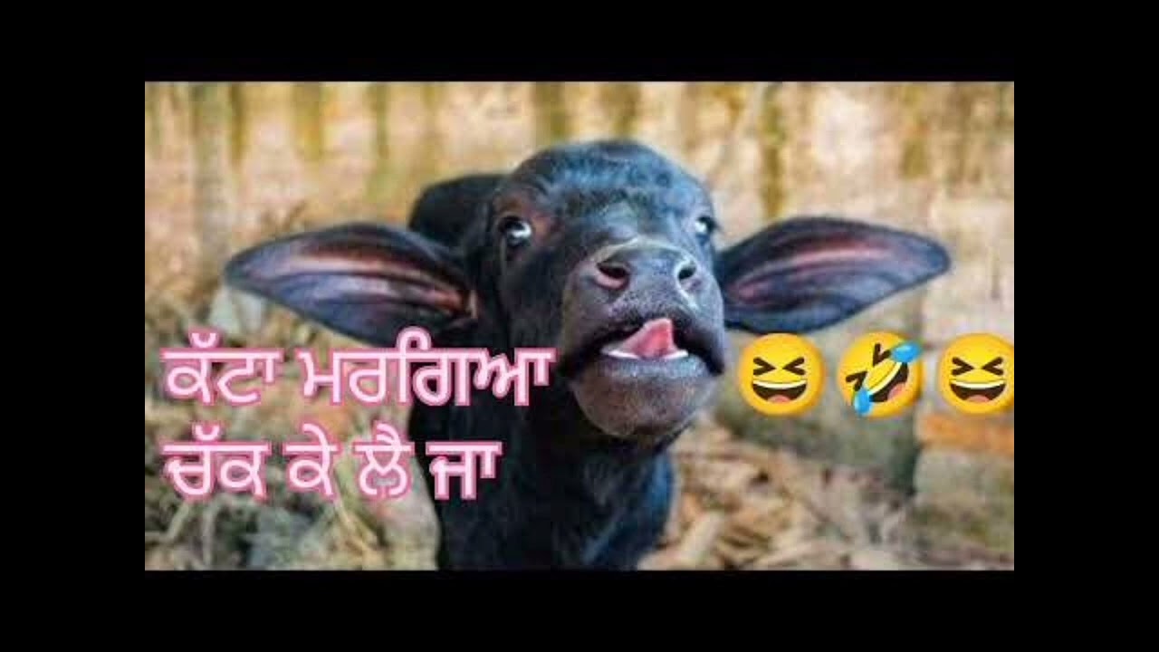 katta #comedy video Punjabi vs Bhiri #funny trending very intertaining